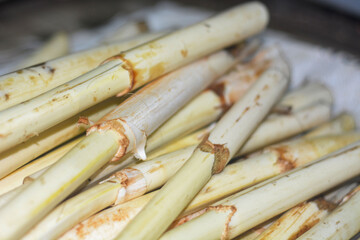 Young rattan plants whose tubers are taken to make food