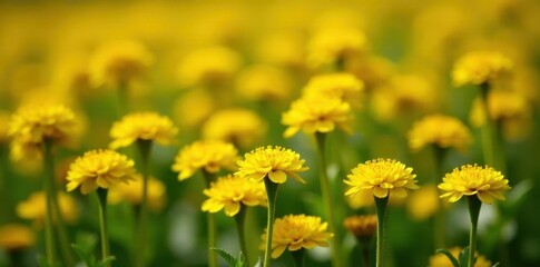 Tiny yellow craspedia flower heads, densely packed, vibrant , decoration, texture background