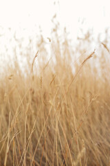 Calm natural background in beige tones. Several dry blades of grass on a blurred background of a wild field