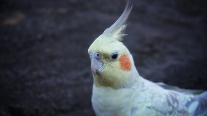 bird playing in the yard