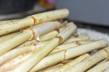 Young rattan plants whose tubers are taken to make food