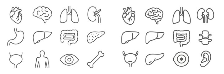 Simple line icons representing human anatomy and organs for educational purposes in a minimalistic style