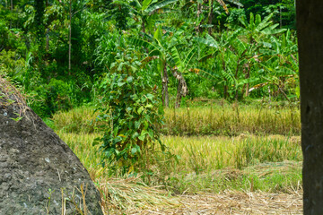 Farmer harvesting rice in a green field using traditional methods, showcasing agricultural practices and rural life. Ideal for agricultural and cultural content.