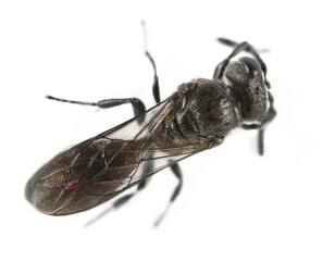 Mud Daubers wasp isolated on white background, top view