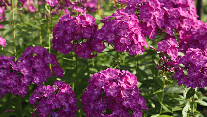 Obraz premium Vibrant purple phlox blooms in full bloom