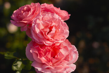 Beautiful pink roses in bloom