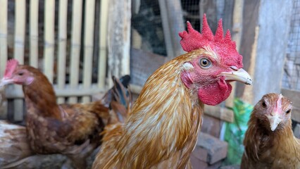 A vibrant rooster and hens in a rustic chicken coop setting focus