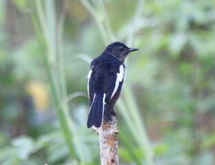 Oriental magpie-robin - Copsychus saularis