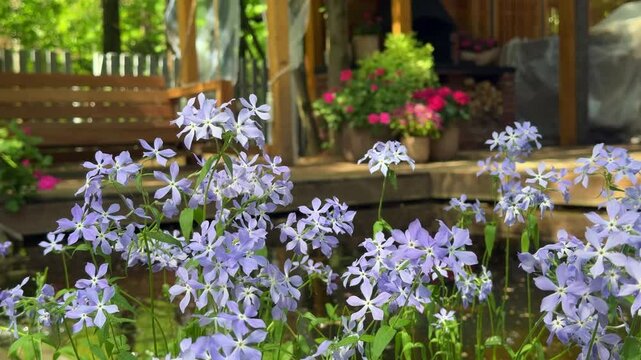Natural background with blue creeping phlox flowers swaying in the wind in a garden near a pond.