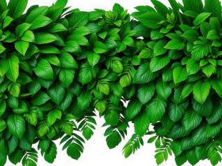 Lush green tropical leaves isolated on transparent background