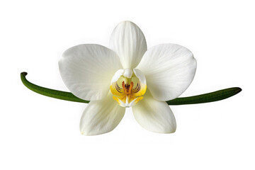 Fototapeta premium White phalaenopsis orchid flower isolated on transparent background