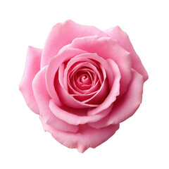 A beautiful pink rose with delicate petals and intricate detail, set against a white isolated background, perfect for floral themes, romantic occasions, or garden-related designs.