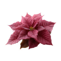 A beautiful pink poinsettia flower with vibrant leaves and intricate details, isolated on a white background, perfect for seasonal or decorative themes.