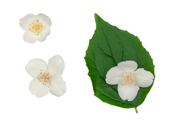 Jasmine flowers isolated on a white background, contour.