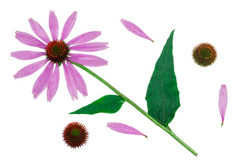 Echinacea flowers isolated on a white background, contour.
