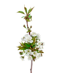 Flowering cherry branch isolated on a white background, contour.