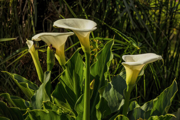 Aurum lily plant with four spathes illuminated by  sunset light, in a farm in the eastern Andean...