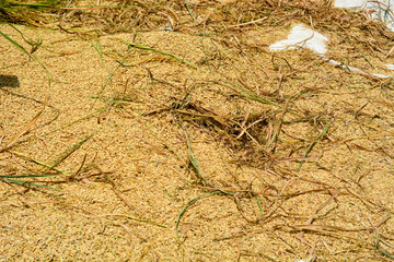 Farmer harvesting rice in a green field using traditional methods, showcasing agricultural practices and rural life. Ideal for agricultural and cultural content.