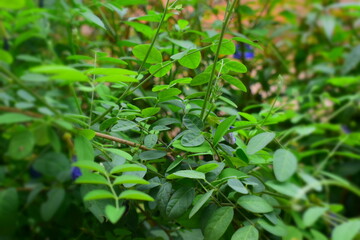 A dense cluster of vibrant green leaves and slender branches creates a lush botanical scene. The soft focus highlights the natural beauty and fresh growth of the foliage