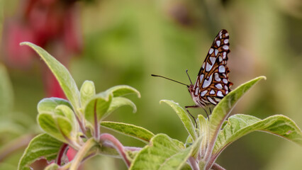 An Andean silverspot butterfly resting on a leaf of fuchsia Boliviana plant, in a forest in the eastern Andean mountains of central Colombia, near the Iguaque natural reserve. © Mauricio Acosta