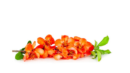 Blooming branch of Japanese quince isolated on a white background, contour