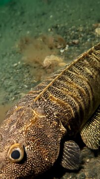 Close-up of a lizardfish camouflaged on the seafloor with intricate patterns and textures in its skin and dorsal fin, blending seamlessly with the sand and rocks.