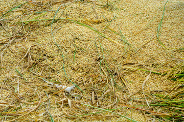 Farmer harvesting rice in a green field using traditional methods, showcasing agricultural practices and rural life. Ideal for agricultural and cultural content.