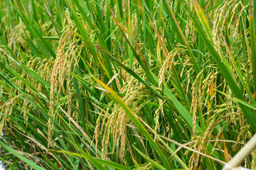 Farmer harvesting rice in a green field using traditional methods, showcasing agricultural practices and rural life. Ideal for agricultural and cultural content.