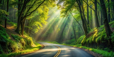 Obraz premium Serene Forest Road Sunlight Beams Through Lush Green Canopy, Winding Asphalt Path
