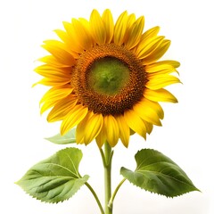 Obraz premium Sunflower Plant With Single Bloom On White Background