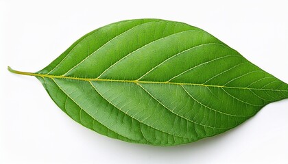 Obraz premium green leaves of white popinac or lead tree isolated on a white background
