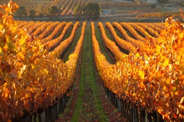 Autumn Vineyard Rows