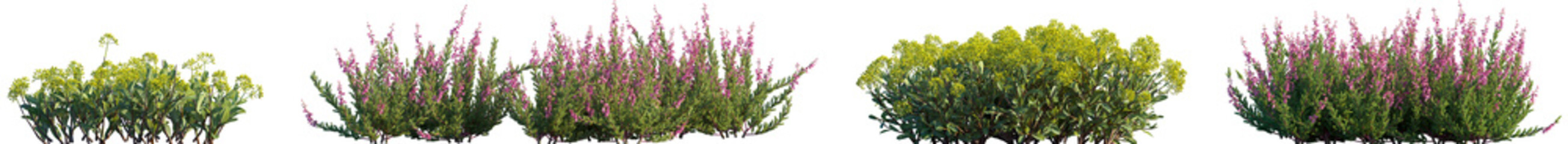 Set of Bupleurum fruticosum (shrubby hare's-ear) and Calluna vulgaris frontal isolated png on a...