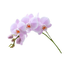 Obraz premium Delicate pink orchid flower stem with vivid petals and green leaves, perfect for decoration or floral arrangements, isolated on white background.