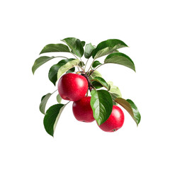 Obraz premium Red apples on branch with lush green leaves isolated on transparent background