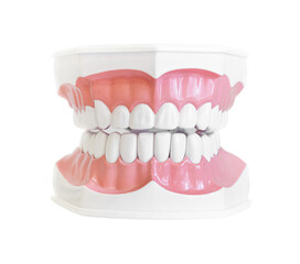 Dental jaw model. Isolated