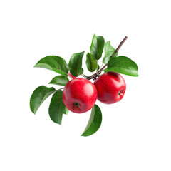 Obraz premium Two red apples on branch with lush green leaves tree on transparent background