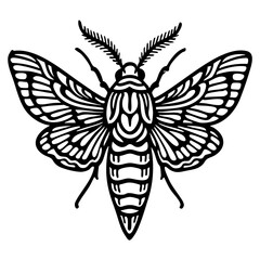 Hawk Moth Doodle - Order Lepidoptera