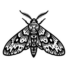 Hawk Moth Doodle - Order Lepidoptera