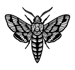 Hawk Moth Doodle - Order Lepidoptera