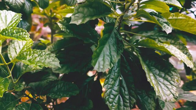 Close-up footage of Strobilanthes crispus, also known as Black Face General. Shows the fresh, crumpled green leaves in daylight. Ideal for nature, herbal, or medicinal visual content.