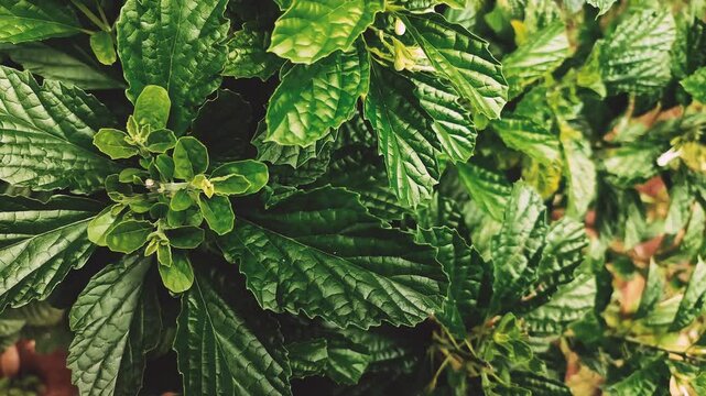 Close-up footage of Strobilanthes crispus, also known as Black Face General. Shows the fresh, crumpled green leaves in daylight. Ideal for nature, herbal, or medicinal visual content.