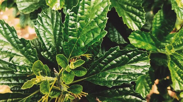 Close-up footage of Strobilanthes crispus, also known as Black Face General. Shows the fresh, crumpled green leaves in daylight. Ideal for nature, herbal, or medicinal visual content.