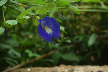 A vibrant blue flower with a distinct yellow and white center blooms prominently amidst lush green foliage. Its striking color and delicate petals are highlighted in the natural light