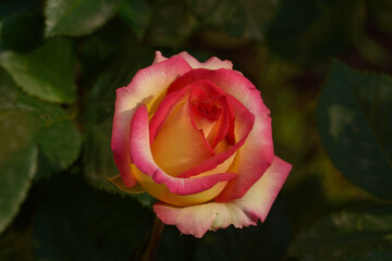 Beautiful fresh delicate yellow multi-colored roses in the garden.  Floryculture. Close-up.
