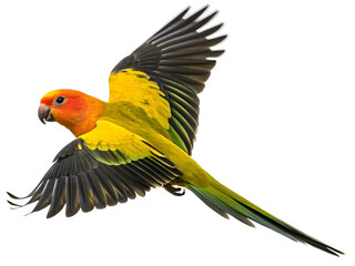A vibrant sun conure parrot mid flight with wings spread against a plain white background isolated