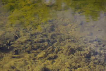 Underwater View of Algae in Clear Water of a Natural Pond