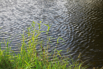 Tranquil Waters and Lush Greenery by a Serene Lake in Nature