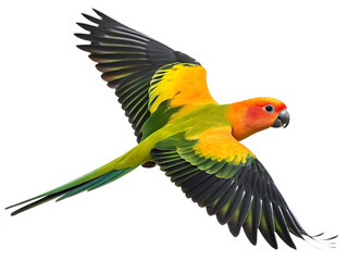 Fototapeta premium A vibrant sun conure parrot in mid flight with wings spread wide against a white background close up view