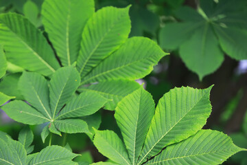 Close-up of Vibrant Green Chestnut Tree Leaves with Sunlight on Natural Background